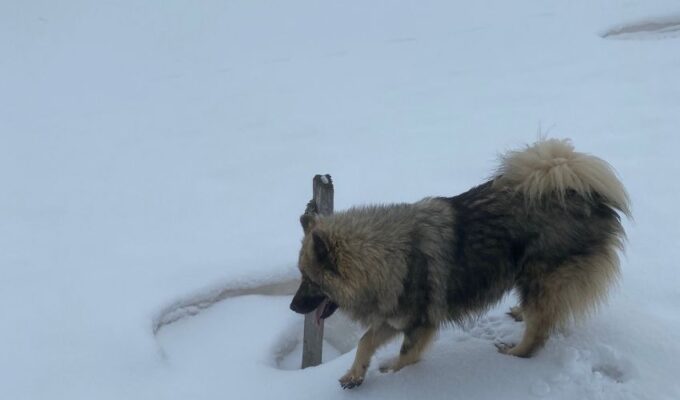 Cẩm nang nuôi chó Eurasier tại nhà: Bí quyết chăm sóc và huấn luyện!