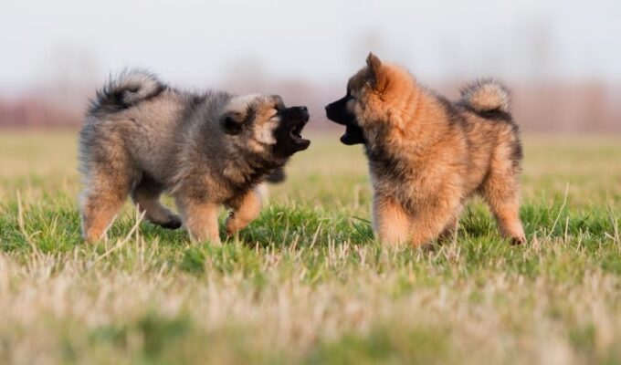 5 Kinh nghiệm quan trọng trong việc nuôi chó Eurasier từ nhỏ đến lớn