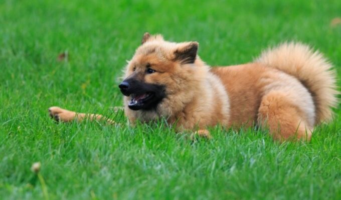 Thực tế về việc sinh sản của chó Eurasier trong một năm