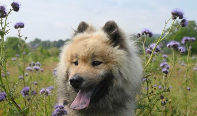 Chế độ dinh dưỡng cho chó Eurasier: Hướng dẫn cách nuôi và chăm sóc chó Eurasier