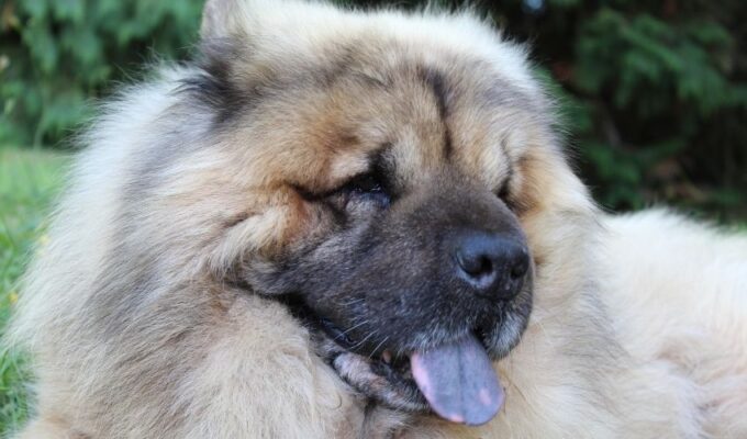 5 bí quyết chăm sóc chó Eurasier mang thai hiệu quả nhất