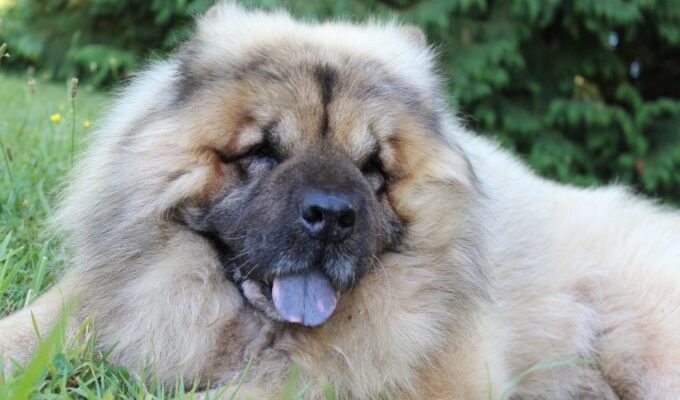 Cách chăm sóc lông cho chó Eurasier: Bí quyết giữ cho bộ lông của chó luôn mềm mại và bóng khỏe