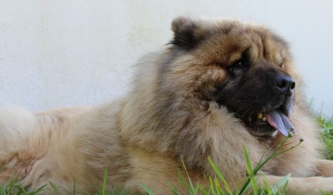 Cách nhân giống chó Eurasier: Bí quyết thành công