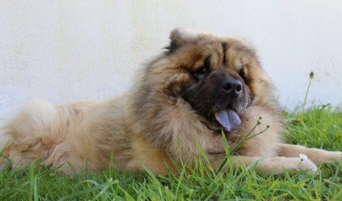 Những điều cần biết khi chăm sóc chó Eurasier